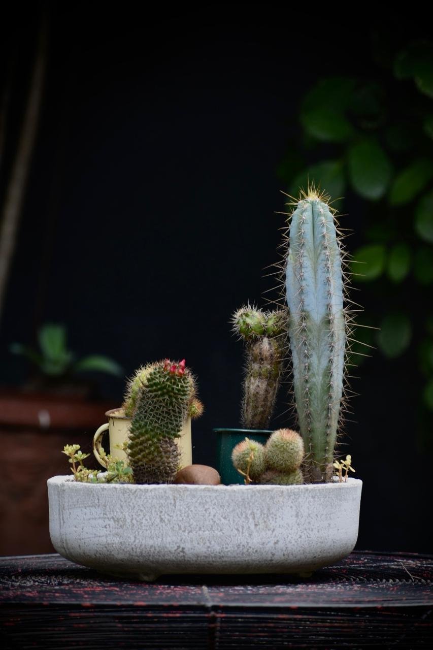 cactus pot