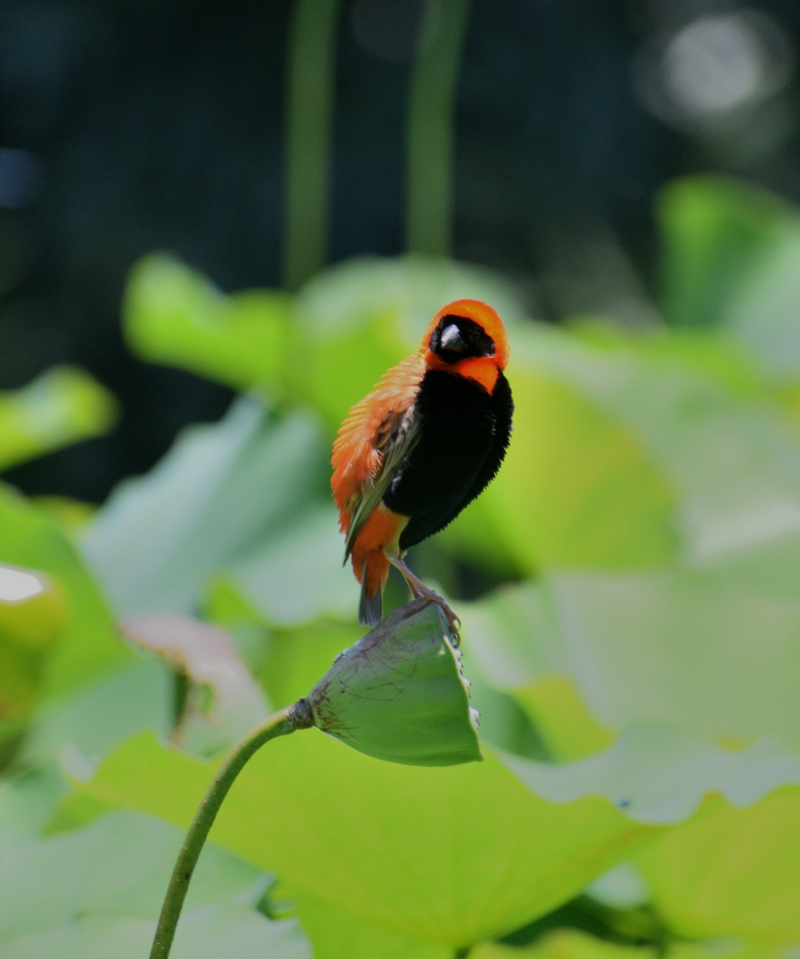 Wildlife 1